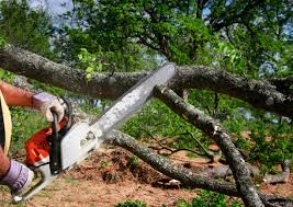 Best Tree Planting Services  in Cortez, FL